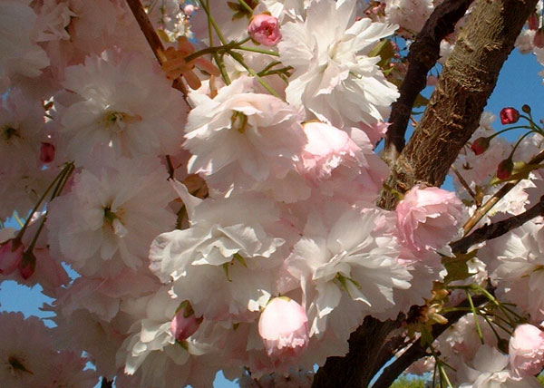 prunus