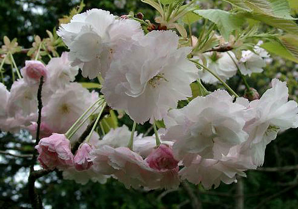 prunus