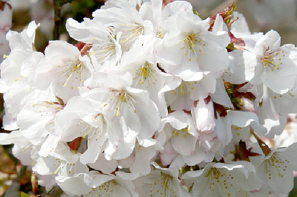 prunus