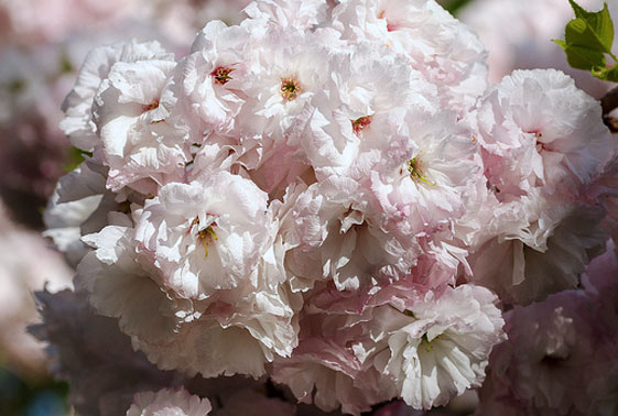 prunus