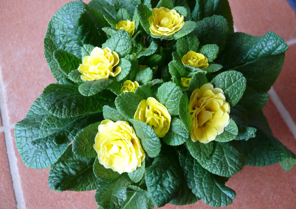 primula